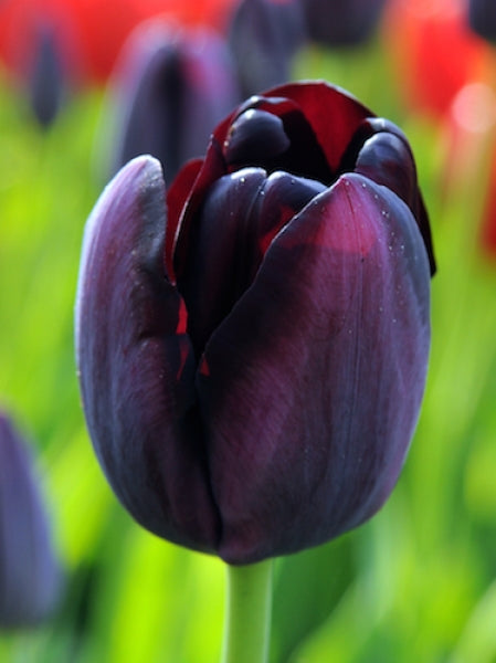 Fall Bulbs