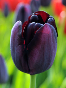 Fall Bulbs