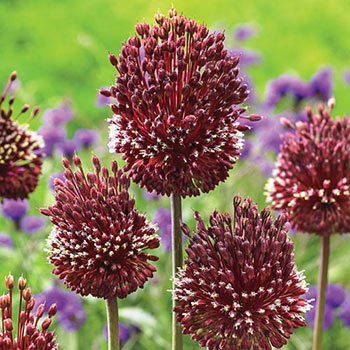 Allium Bulb Pot - Red Mohican
