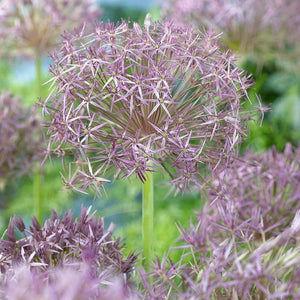 Allium Bulbs - Christophii