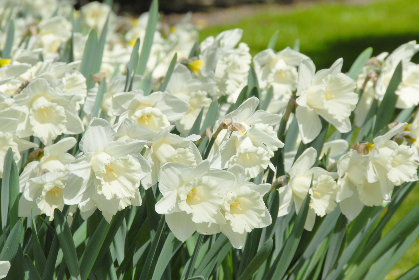 Narcissus Bulbs - Mount Hood