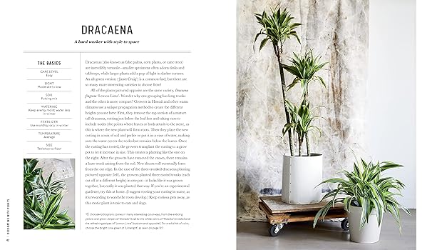 Decorating with Plants