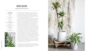 Decorating with Plants
