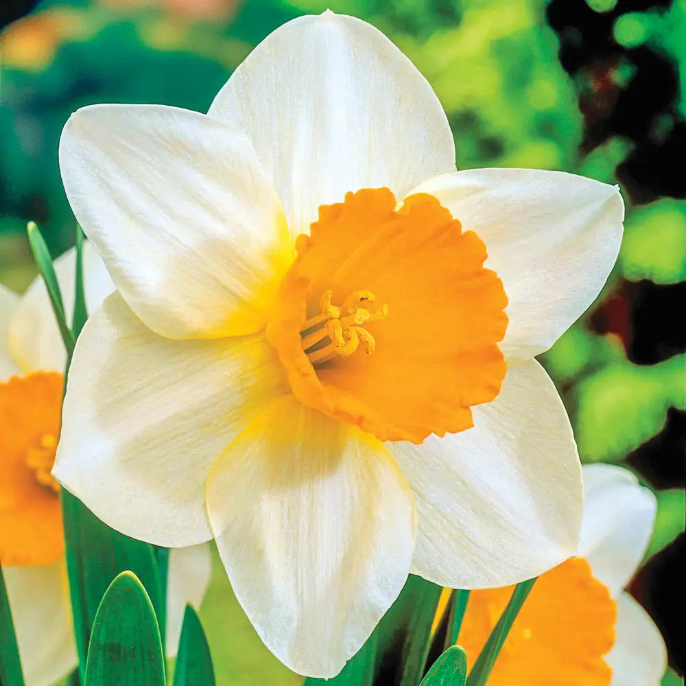 Narcissus Bulbs - Sempre Avanti