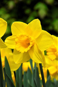 Narcissus Bulbs - Carlton