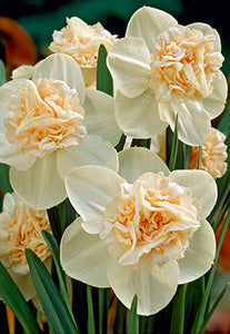 Narcissus Bulbs - Rosy Cloud