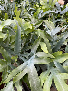6-8" Potted Houseplant