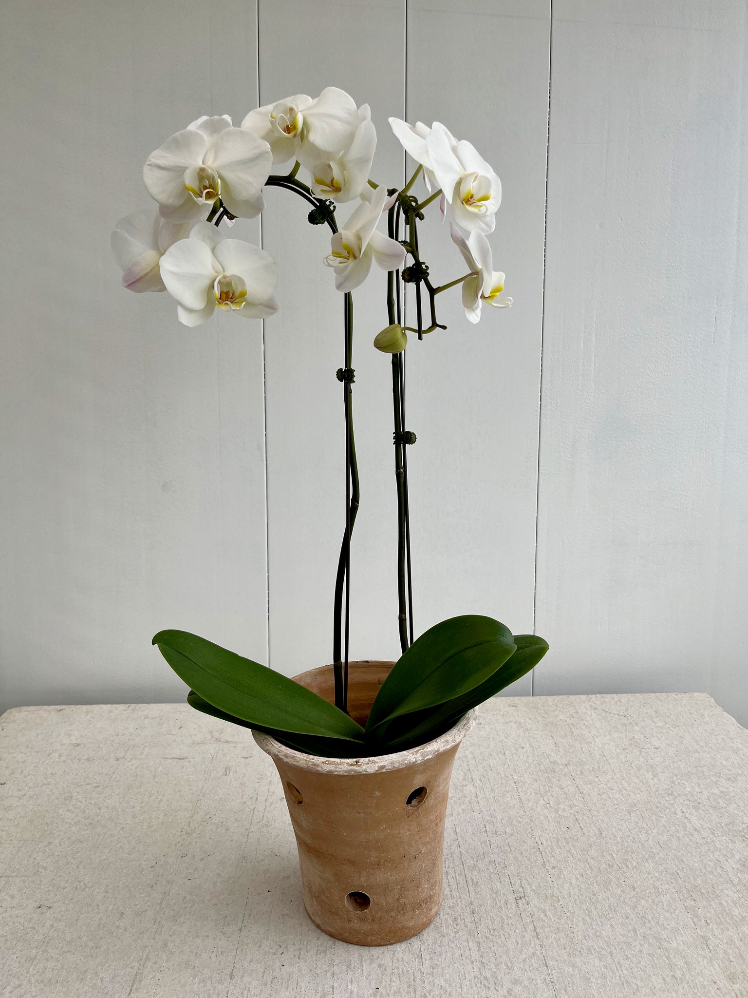 Premium Potted Orchid