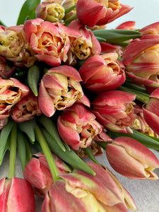 Premium Tulips, 40 Stem Bouquet