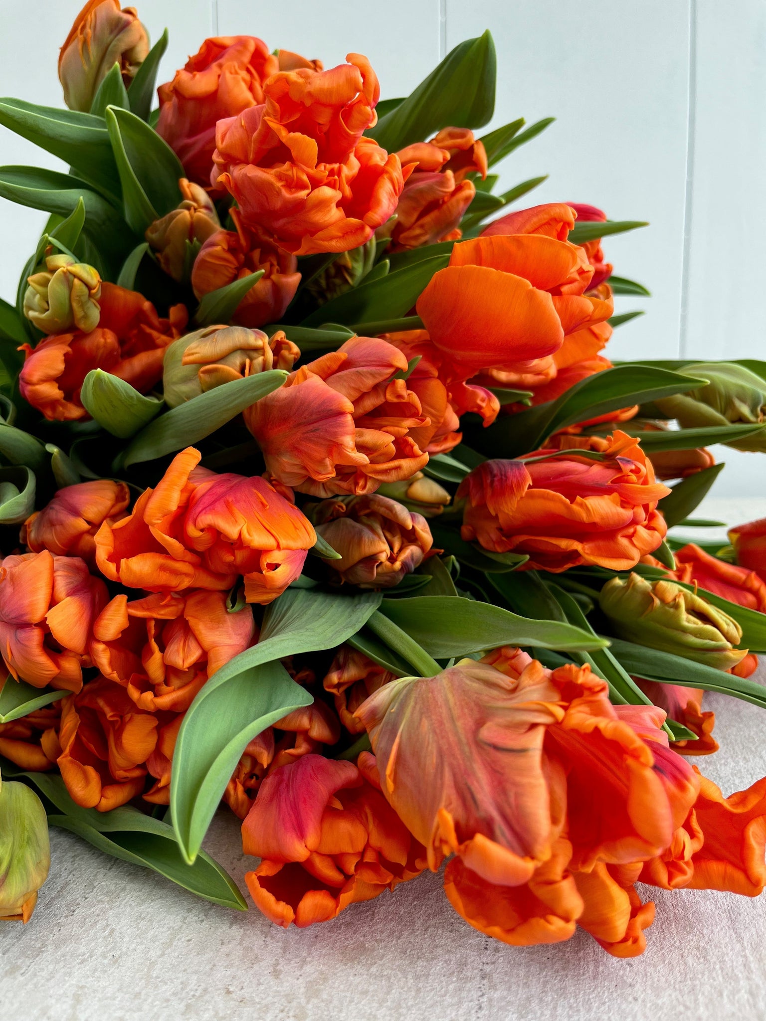 Premium Tulips, 40 Stem Bouquet