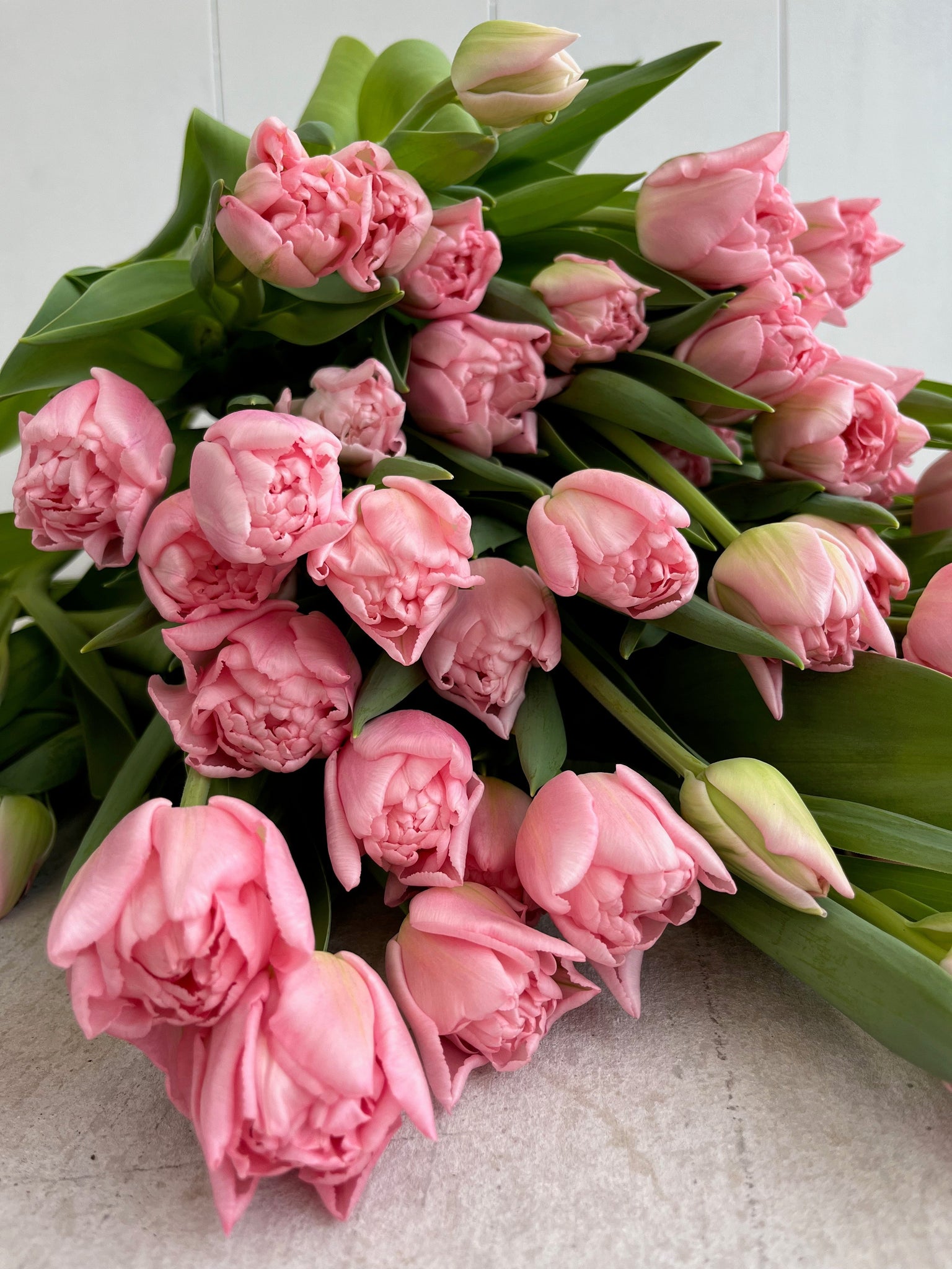 Premium Tulips, 25 Stem Bouquet