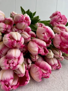 3 Weeks of Shipped Tulips Nationwide