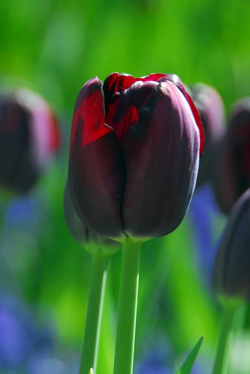 Tulip Bulbs - Queen of the Night
