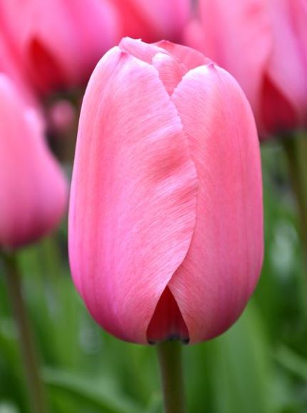 Tulip Bulbs - Pink Impression