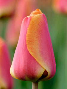 Tulip Bulbs - Apeldoorn's Elite