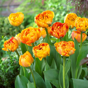 Tulip Bulbs - Sunlover