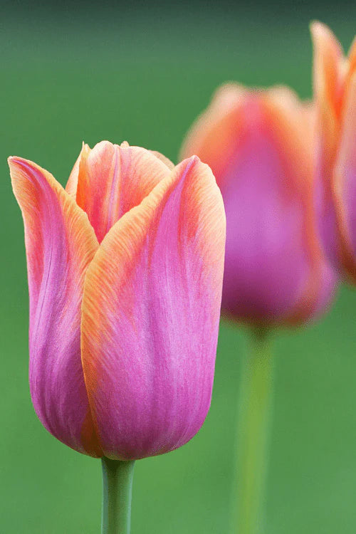 Tulip Bulbs - Avignon