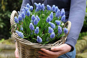 Muscari Bulb - Grape