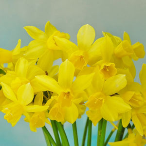 Narcissus Bulbs - Yellow Sailboat