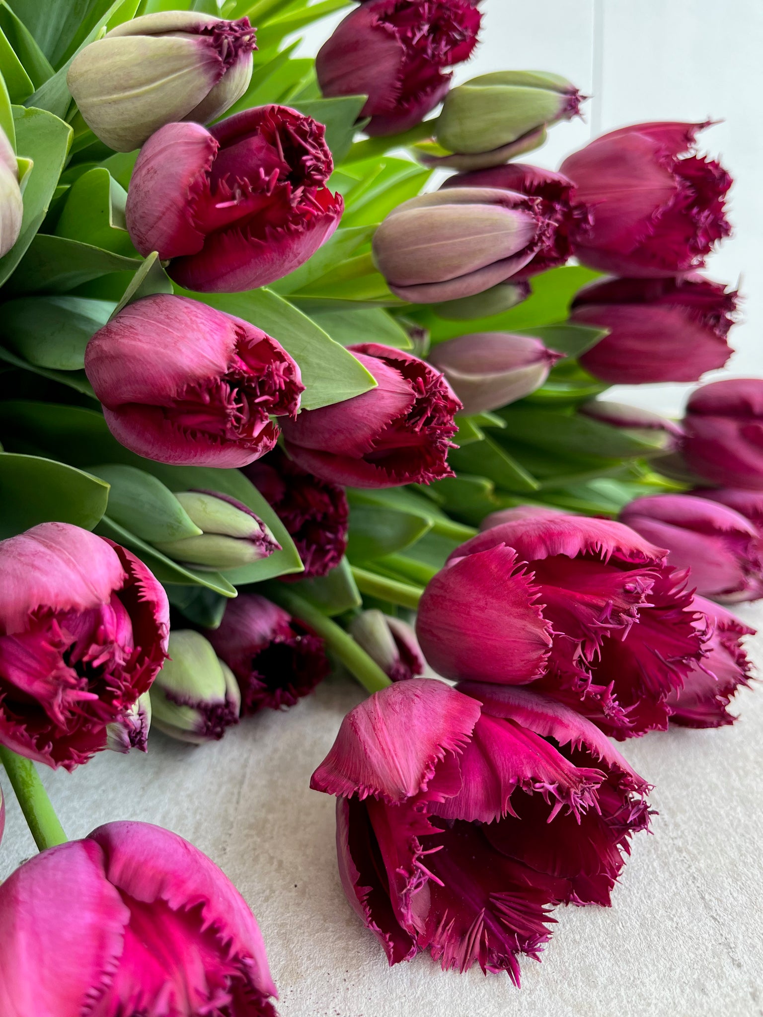 2024 Winter Tulip Subscription- Delivery to Dorset