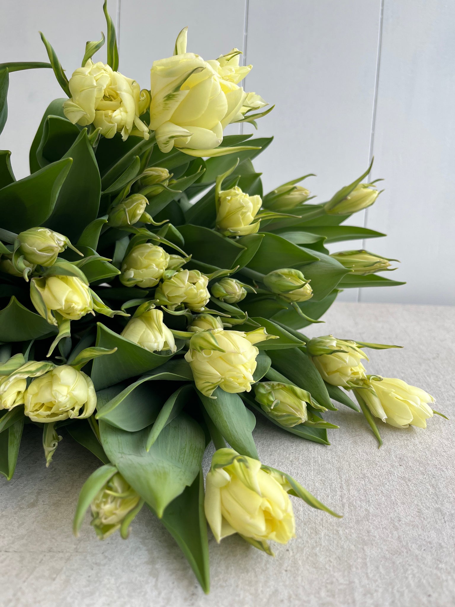 2024 Winter Tulip Subscription- Delivery to Dorset